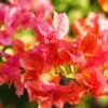 Tomato Red Bougainvillea Plant