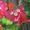 Tropical Bouquet Bougainvillea Plant 2 Tropical Bouquet Bougainvillea Plant -Annual Plants Shop tropical bouquet bougainvillea plant 1 491 detail