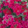 Tukana® Raspberry Verbena Plant