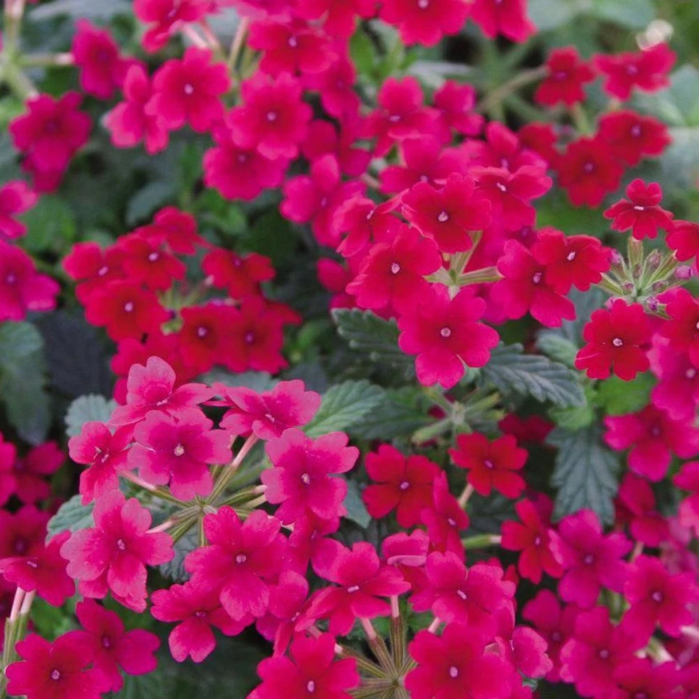 Tukana® Raspberry Verbena Plant 3 Tukana® Raspberry Verbena Plant