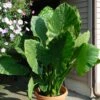Upright Elephant Ear Alocasia Plant 2 Upright Elephant Ear Alocasia Plant -Annual Plants Shop upright elephant ear bulbs for sale 1758 detail