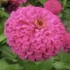 Uproar Rose Zinnia -Annual Plants Shop uproar rose zinnia plant 2168 detail