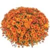 Belgian Mum® Urano Orange Plant -Annual Plants Shop urano orange belgian mum plant 229 detail