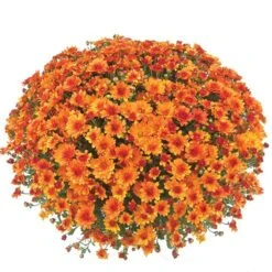 Belgian Mum® Urano Orange Plant