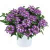 Vanessa™ Compact Violet Verbena Plant