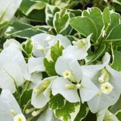Vanilla Ice Bougainvillea Plant