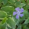 Variegated Vinca Vine