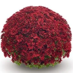 Belgian Mum® Vega Red Plant