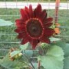 Velvet Queen Sunflower