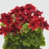 Aristo® Velvet Red Regal Geranium Plant -Annual Plants Shop velvet red aristo regal geranium plant 222 detail
