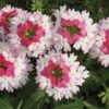 Lanai® Twister Pink Verbena Plant -Annual Plants Shop verbena lanai twister pink 533 detail