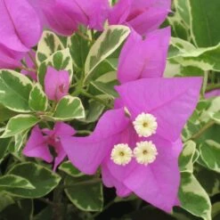 Violet Blueberry Ice Bougainvillea Plant