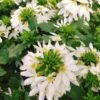 White Bombay Scaevola -Annual Plants Shop white bombay scaevola plant for sale 2195 detail