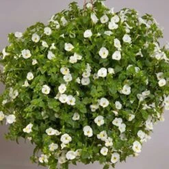 White Moon Torenia