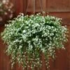Snowtopia White Bacopa Plant