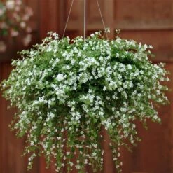 Snowtopia White Bacopa Plant
