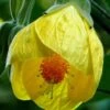 Yellow Bells Abutilon