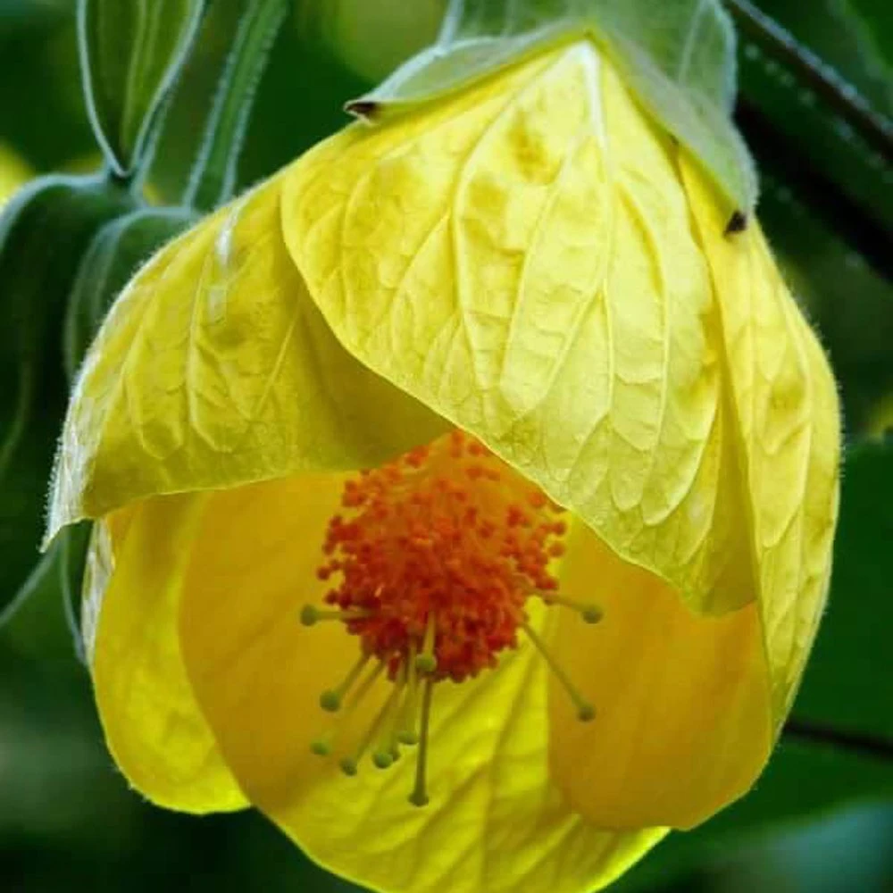 Yellow Bells Abutilon 3 Yellow Bells Abutilon
