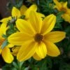 Yellow Glow Bidens Plant 2 Yellow Glow Bidens Plant -Annual Plants Shop yellow glow bidens 1056 detail