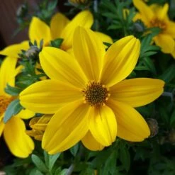 Yellow Glow Bidens Plant