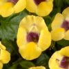 Yellow Moon Torenia