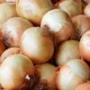 Yellow Sweet Spanish Onion 2 Yellow Sweet Spanish Onion -Annual Plants Shop yellow sweet spanish onion plant 1210 detail