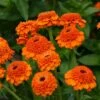 Zinderella Orange Zinnia 1 Zinderella Orange Zinnia -Annual Plants Shop zinderella orange zinnia plant 103 detail
