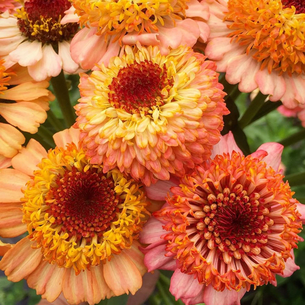 Zinderella Peach Zinnia 3 Zinderella Peach Zinnia