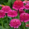Zinderella Purple Zinnia -Annual Plants Shop zinderella purple zinnia plant 1144 detail
