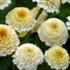 Zinderella White Zinnia 2 Zinderella White Zinnia -Annual Plants Shop zinderella white zinnia plant 340 detail