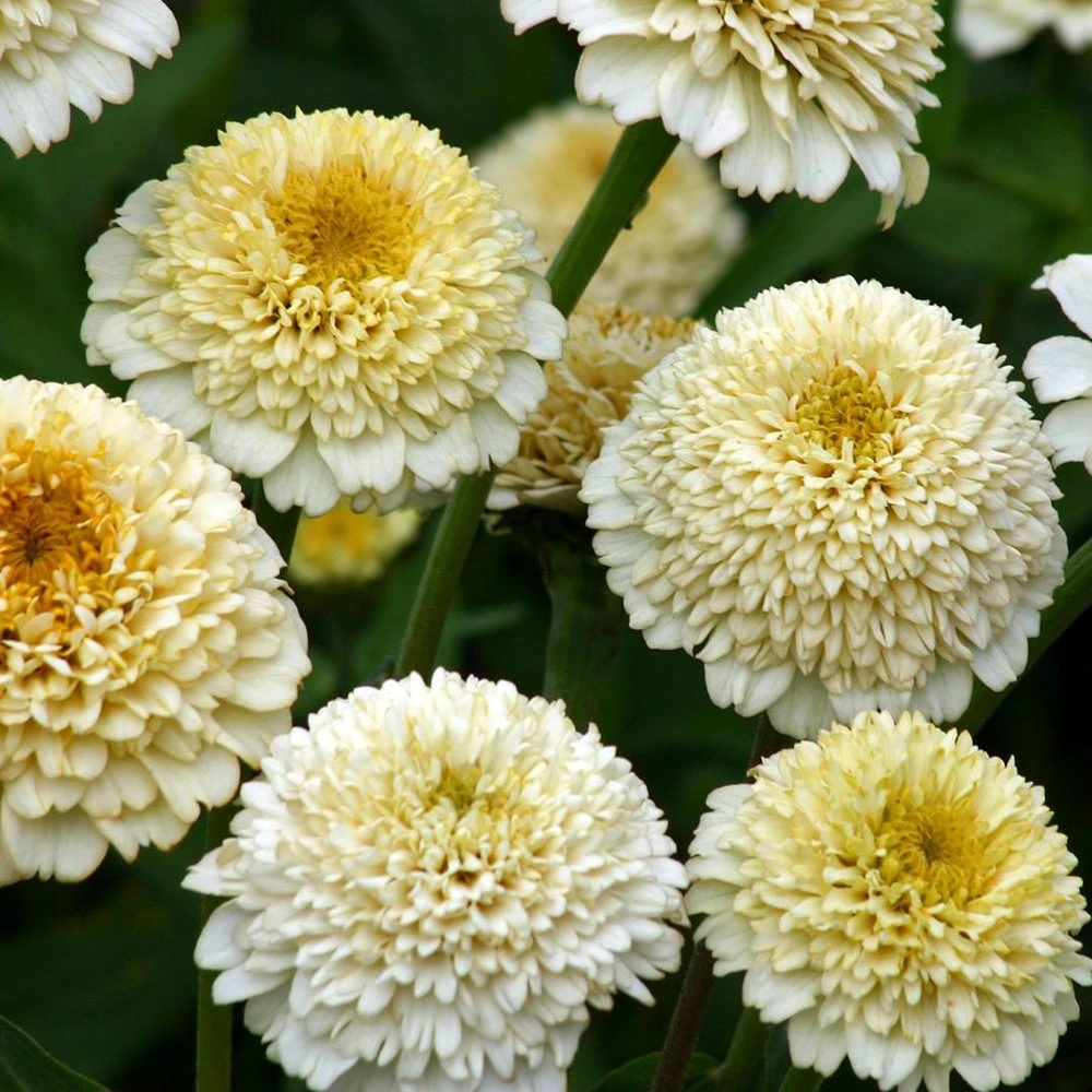 Zinderella White Zinnia 3 Zinderella White Zinnia