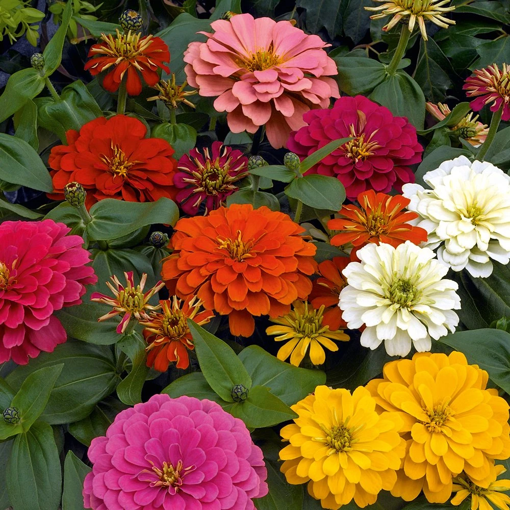 Magellan Mix Zinnia 3 Magellan Mix Zinnia