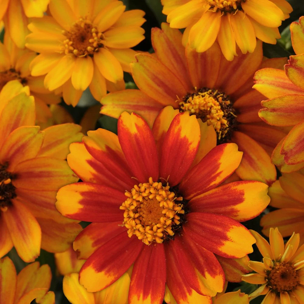Zahara Sunburst Zinnia 3 Zahara Sunburst Zinnia