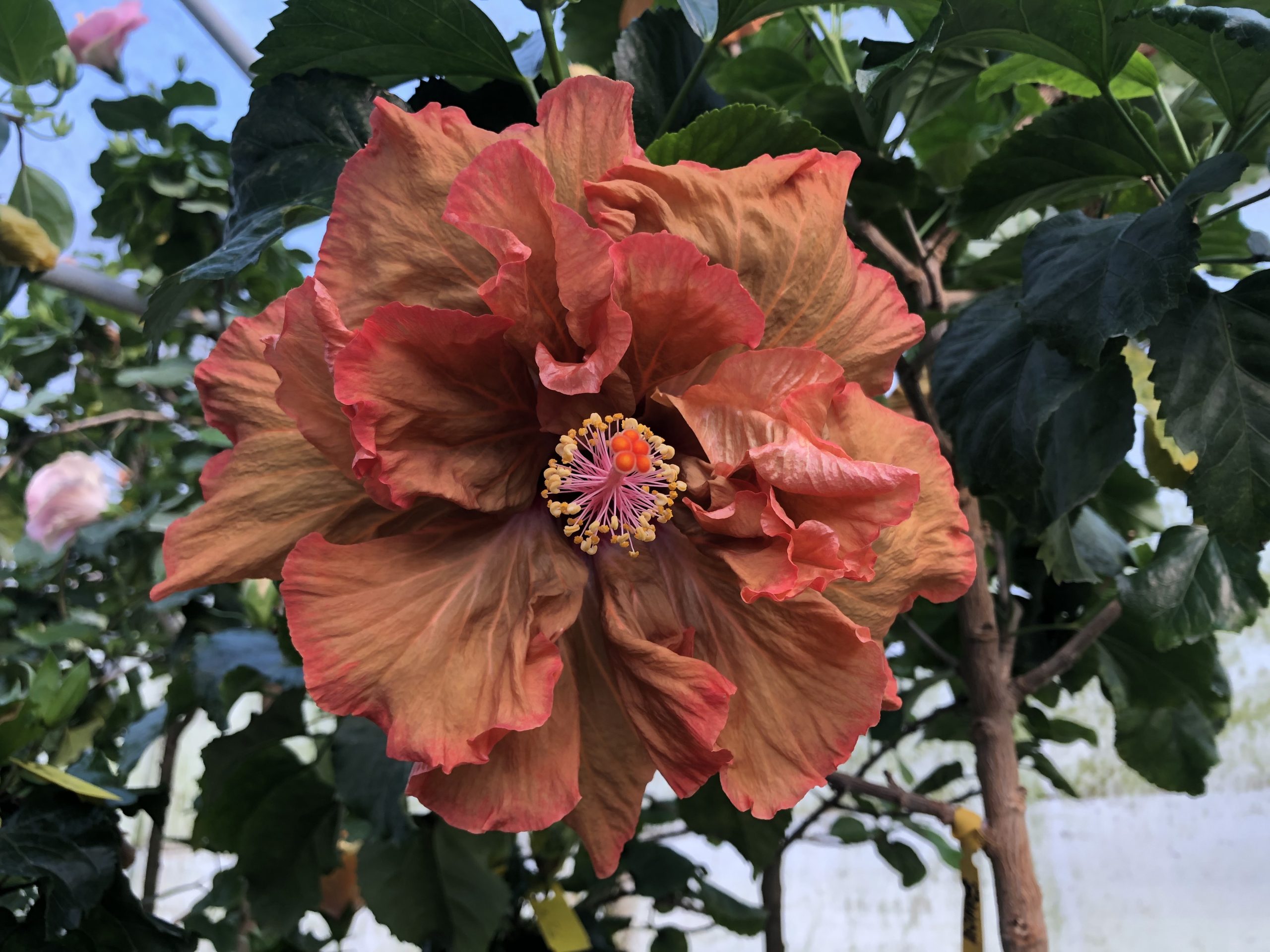 Annual Plants Shop -Annual Plants Shop Bayou Goula 1 scaled 1