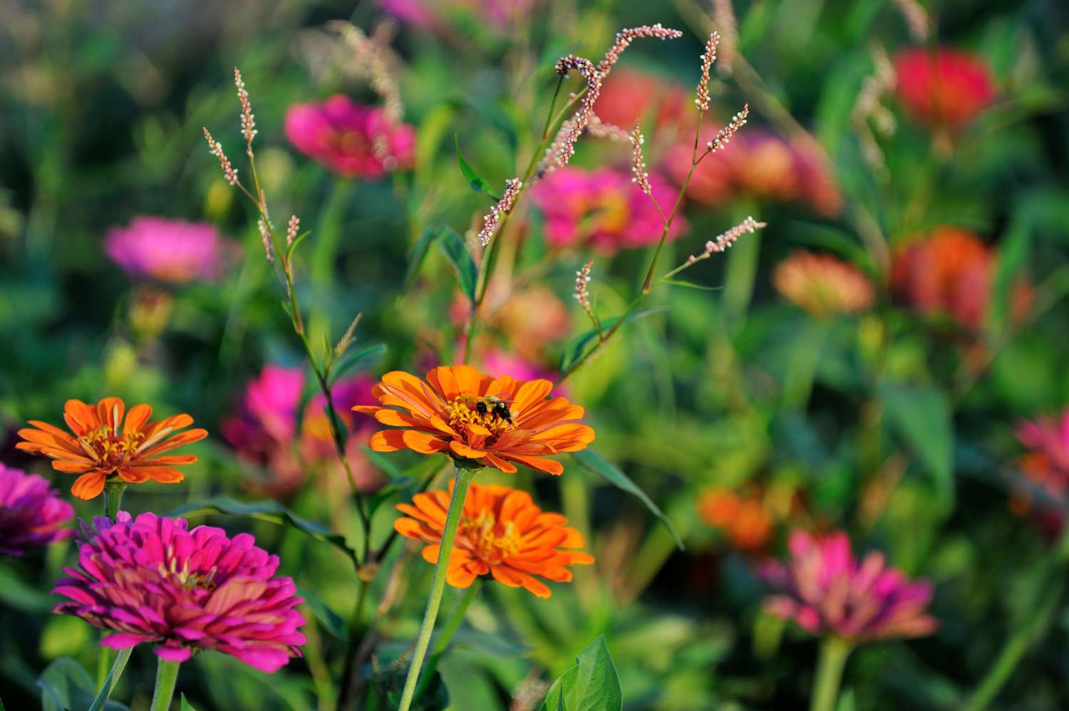 Annual Plants Shop -Annual Plants Shop Zinnias GettyImages 649060648 1 59d66a6b519de20010340e7c